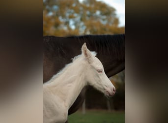 Akhal-Teke, Semental, 1 año, 165 cm, Perlino