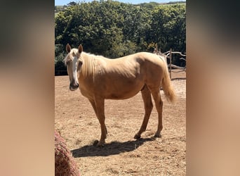 Akhal-Teke Mestizo, Semental, 1 año, 173 cm, Palomino