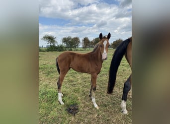 Akhal-Teke Mestizo, Semental, 1 año, Castaño