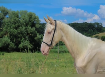 Akhal-Teke, Semental, 2 años, 148 cm, Cremello
