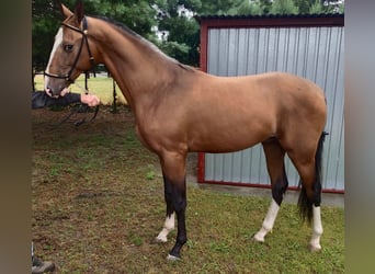 Akhal-Teke, Semental, 2 años, 152 cm, Castaño claro