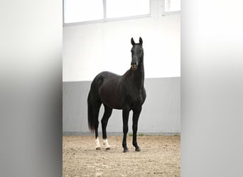 Akhal-Teke, Semental, 2 años, Negro