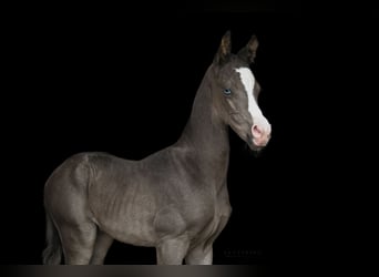 Akhal-Teke, Semental, 3 años, 159 cm, Negro