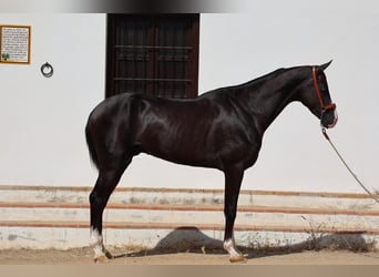 Akhal-Teke, Semental, 3 años, 159 cm, Negro