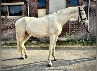 Akhal-Teke Mestizo, Semental, 3 años, 160 cm, Cremello
