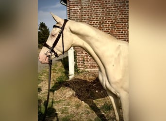 Akhal-Teke Mestizo, Semental, 3 años, 160 cm, Cremello