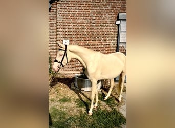 Akhal-Teke Mestizo, Semental, 3 años, 160 cm, Cremello