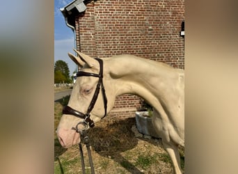 Akhal-Teke Mestizo, Semental, 3 años, 160 cm, Cremello