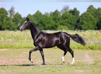 Akhal-Teke, Semental, 3 años, 162 cm, Negro
