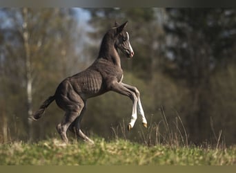 Akhal-Teke, Semental, 4 años, 159 cm, Negro