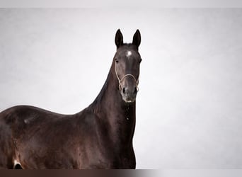 Akhal-Teke, Semental, 4 años, 161 cm, Negro