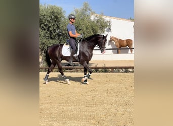 Akhal-Teke, Semental, 4 años, 162 cm, Negro