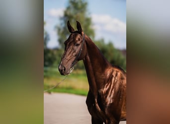 Akhal-Teke, Semental, 7 años, Castaño oscuro