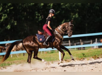 Akhal-Teke, Semental, 7 años, Castaño oscuro