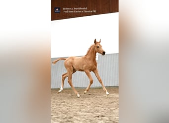 Akhal-Teke, Semental, Potro (02/2024), Cremello