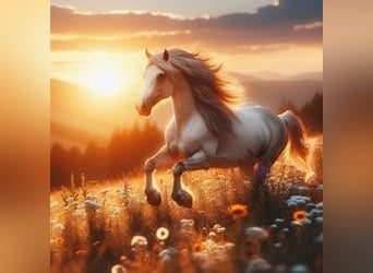 Akhal-Teke, Stallion, 11 years