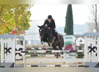 Akhal-Teke, Stallion, 13 years, 16 hh
