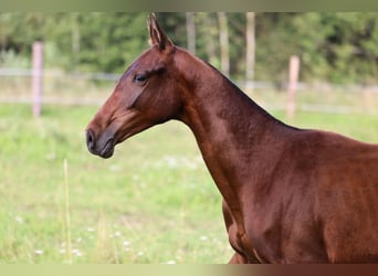 Akhal-Teke, Stallion, 1 year, 14,2 hh, Bay-Dark