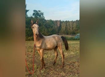 Akhal-Teke, Stallion, 1 year, 15.2 hh, Buckskin