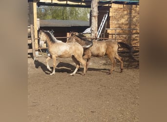 Akhal-Teke Mix, Stallion, 1 year, 15.2 hh, Buckskin