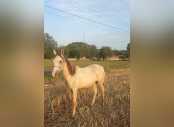 Akhal-Teke Mix, Stallion, 1 year, 15.2 hh, Buckskin