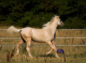 Akhal-Teke, Stallion, 1 year, 15.2 hh, Palomino