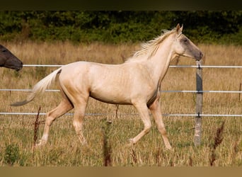 Akhal-Teke, Stallion, 1 year, 15.2 hh, Palomino