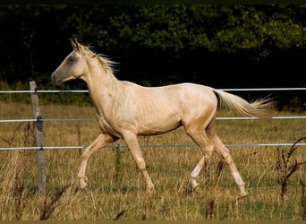 Akhal-Teke, Stallion, 1 year, 15.2 hh, Palomino