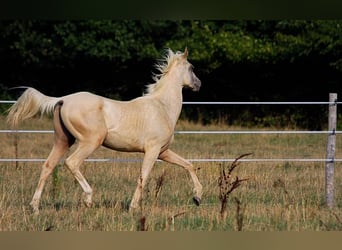 Akhal-Teke, Stallion, 1 year, 15.2 hh, Palomino