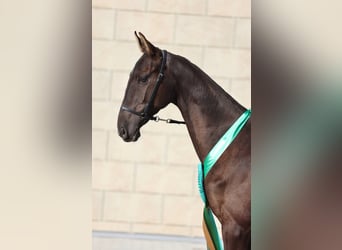 Akhal-Teke, Stallion, 1 year, 15,1 hh, Black