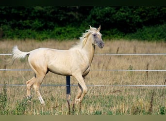 Akhal-Teke, Stallion, 1 year, 15,2 hh, Palomino