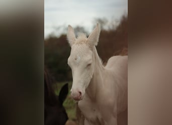 Akhal-Teke, Stallion, 1 year, 16 hh, Perlino