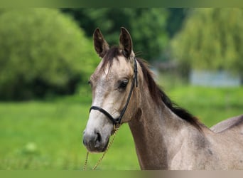 Akhal-Teke, Stallion, 2 years, 14.1 hh, Buckskin