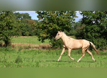 Akhal-Teke, Stallion, 2 years, 15.3 hh, Palomino