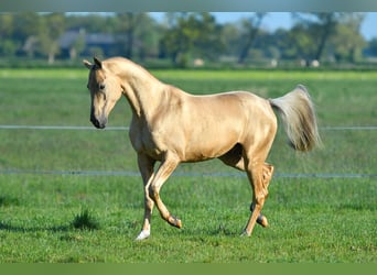 Akhal-Teke, Stallion, 2 years, Dun