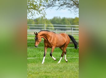 Akhal-Teke, Stallion, 2 years, Dun