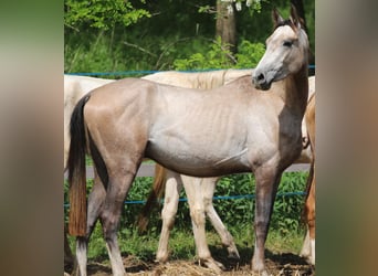 Achal-Tekkiner, Hengst, 3 Jahre, 14,1 hh, Buckskin