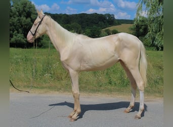 Akhal-Teke, Stallion, 3 years, 14.2 hh, Cremello