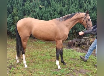 Akhal-Teke, Stallion, 3 years, 14.3 hh, Brown-Light