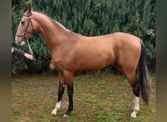 Akhal-Teke, Stallion, 3 years, 14,3 hh