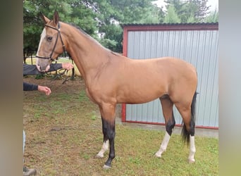 Akhal-Teke, Stallion, 3 years, 14,3 hh