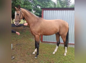 Akhal-Teke, Stallion, 3 years, 14,3 hh, Brown-Light