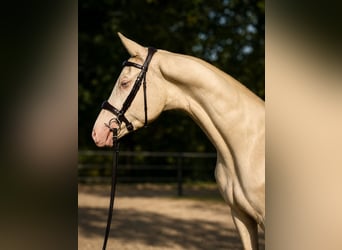 Akhal-Teke Mix, Stallion, 3 years, 15.2 hh, Cremello