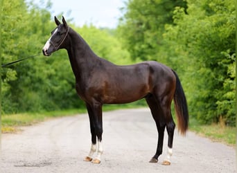 Akhal-Teke, Stallion, 3 years, 15.3 hh, Black