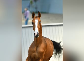 Akhal-Teke, Stallion, 3 years, Brown