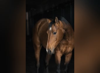 Akhal-Teke, Stallion, 4 years, 15.2 hh, Brown
