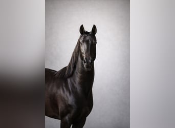 Akhal-Teke, Stallion, 4 years, 15.3 hh, Black