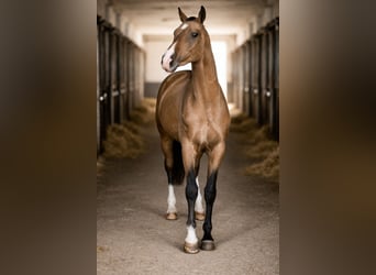 Akhal-Teke, Stallion, 4 years, 15,2 hh, Buckskin
