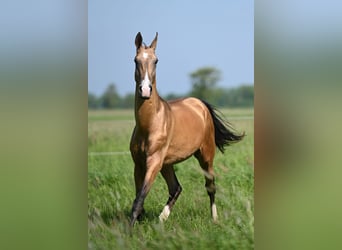 Akhal-Teke, Stallion, 4 years, 15,2 hh, Buckskin