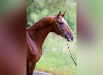 Akhal-Teke, Stallion, 4 years, 16 hh, Brown